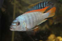 /album/fotogaljerjeja/greshaki-samets-jpg/